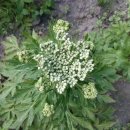 동막골 농장 이미지