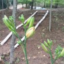 (학교)포남초 이미지