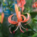 남도반찬 이미지