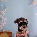 그루밍 호찌 이미지