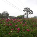 추봉영당 | 지금 자양영당엔 함박꽃(작약)이 활짝....