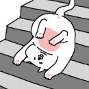 고양이 생활 호텔 네이버블로그