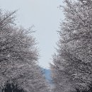 김월선 네이버블로그