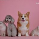 한마음동물병원 - 진천군 농다리로 1434 | 한마음동물병원