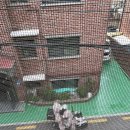 삼치기 Daum카페