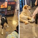 따라 애견학교 이미지