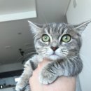 고양이 후추