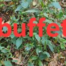 For delay dementia 1,104 Power english 이미지