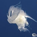 고래세상 이미지