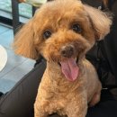청원유치원 | 청주 하이애견호텔 &amp;유치원&amp;그루밍 / 애견 미용, 호텔 , 유치원 추천 및 후기