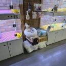 펫퍼스트 24시 강아지분양 고양이분양 이미지