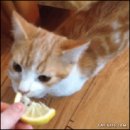 라임캣 이미지