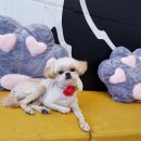 리리 펫살롱 이미지
