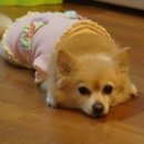 쫑이하우스