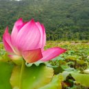 서오지리 | 화천 가볼 만한 곳 화천 서오지리 연꽃 단지