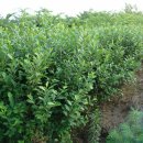 하늘농장2 이미지