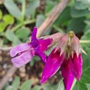 하모리-12 이미지