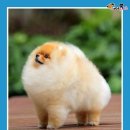 털찐강아지 이미지