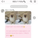 셀럽도기