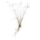 곡정초등학교 이미지