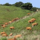 평화목장 이미지