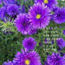 꽃길만걷자 이미지