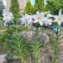 산호수별펜션 이미지