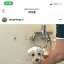 그루밍 501 이미지
