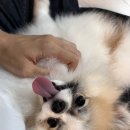 대왕통닭 선운점 이미지