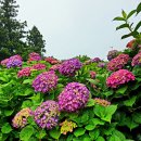 동광리-6 | [제주 여행] 6월 제주 수국 명소 "동광리수국 길" 개화 상황, 방문 후기