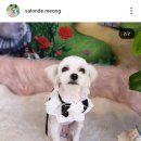 살롱드 멍 네이버블로그