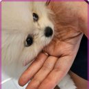 로얄펫 강아지분양 고양이분양 전주본점 | 전주 로얄펫 강아지분양, 믿을 수 있는 애완동물 선택