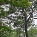 한림번영 이미지