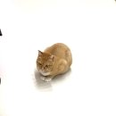 함께냥 전주점 이미지