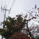 벌교참다래직판장 이미지