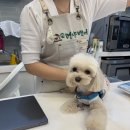 원두네 멍냥백서 이미지