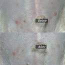 뭉치프렌즈 | 퓨어프렌즈 강아지 보습제 후기 | 건조한 피부와 발바닥 관리