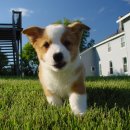 강아지랑 이미지