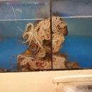 종로진낙지 이미지