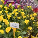 (주)농협하나로유통 농협성남유통센터 | 성남시 화훼농가 직거래장터 오리역 하나로마트 앞 방문 후기