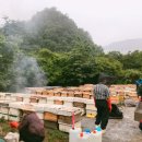 민두벌꿀 이미지