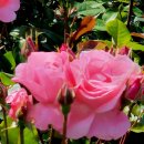 ♡울산대공원 장미축제 이미지