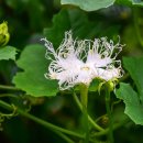 비실연꽃마을 이미지