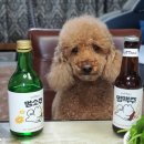 쿠키멍스터 이미지