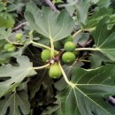 김갑종농장 이미지