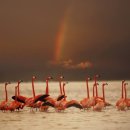 플라밍고 이미지