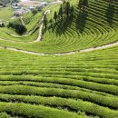 초록잎이 펼치는 세상 이미지