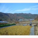 2011년 산 차조쌀 판매 이미지