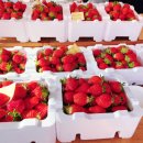 만선농장 이미지