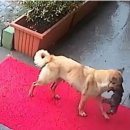 날데려가개 이미지